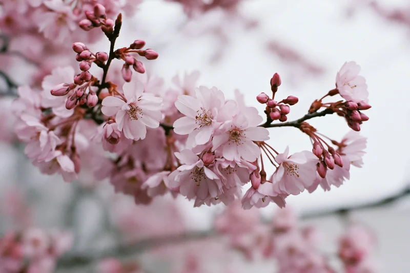 Cherry blossom branches with pale pink flowers in bloom outdoors