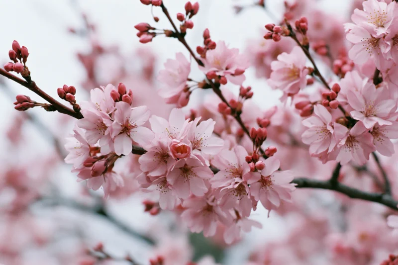 Cherry blossom branches in full bloom against a soft overcast sky