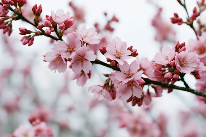 Cherry blossom branches with pale pink open flowers and buds in soft focus against a blurred background