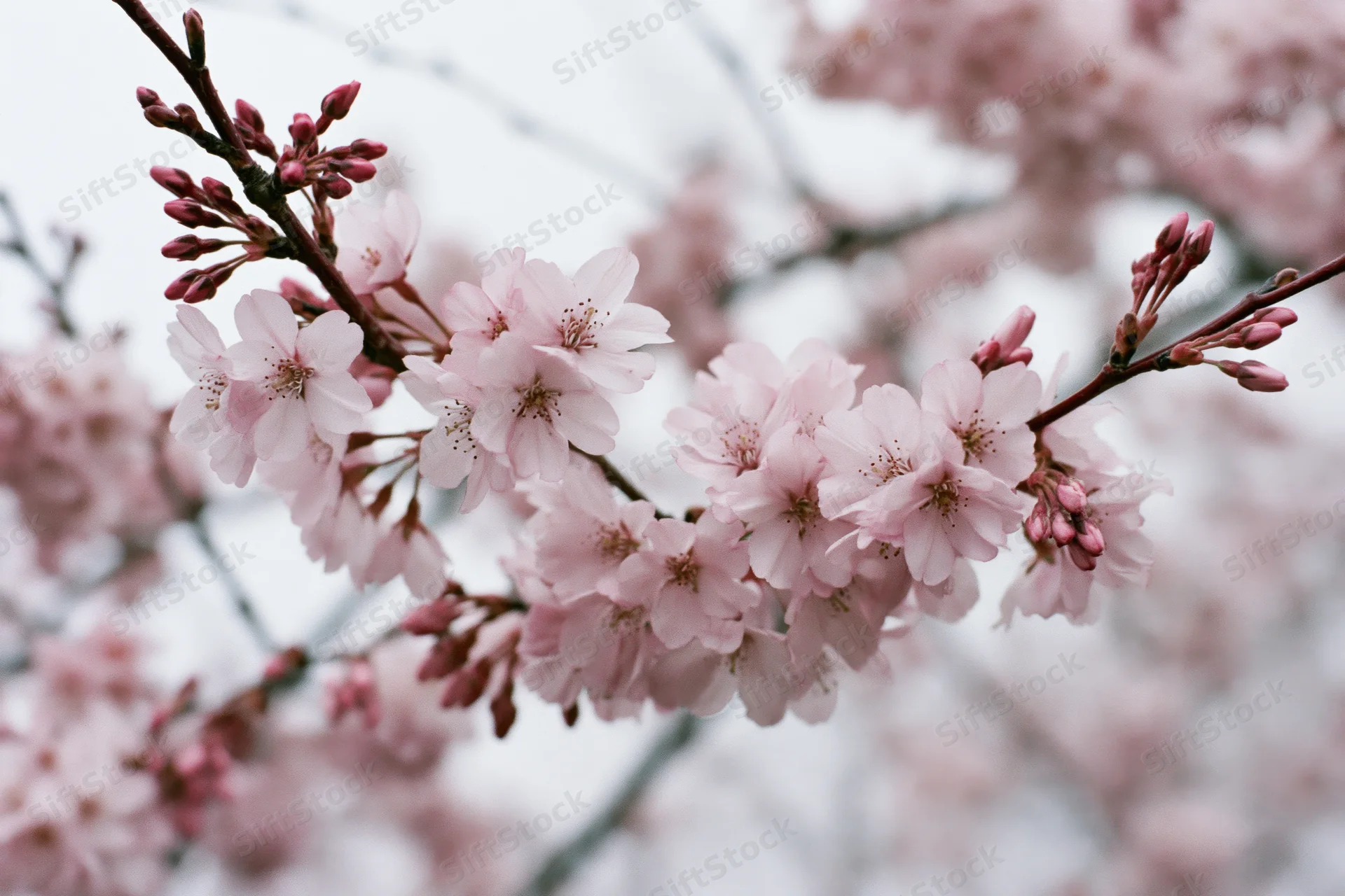 Cherry blossom branches with pale pink open flowers and buds in springtime outdoors