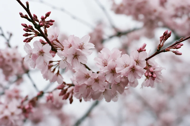 Cherry blossom branches with pale pink open flowers and buds in springtime outdoors
