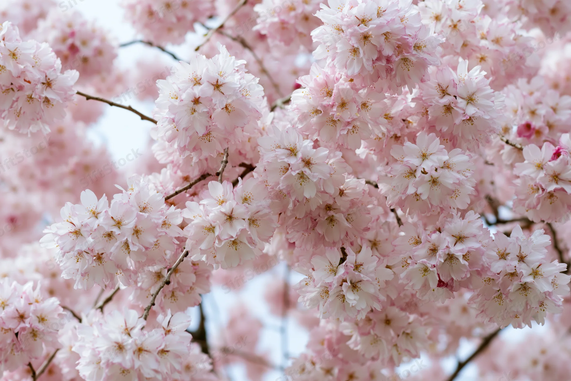 Cherry blossom branches densely blooming with soft pink and white flowers in spring garden