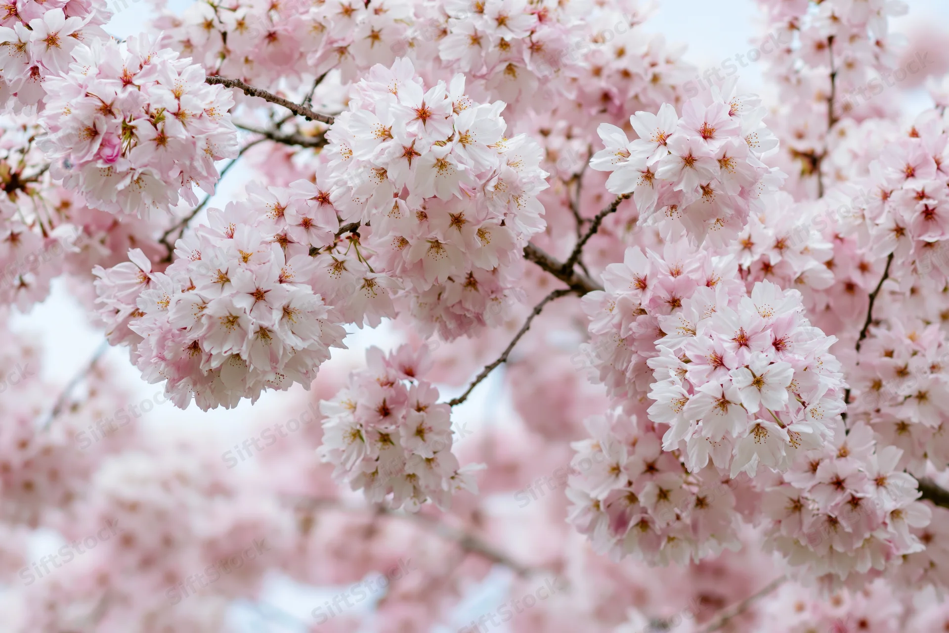 Cherry blossom branches in full bloom against a soft sky