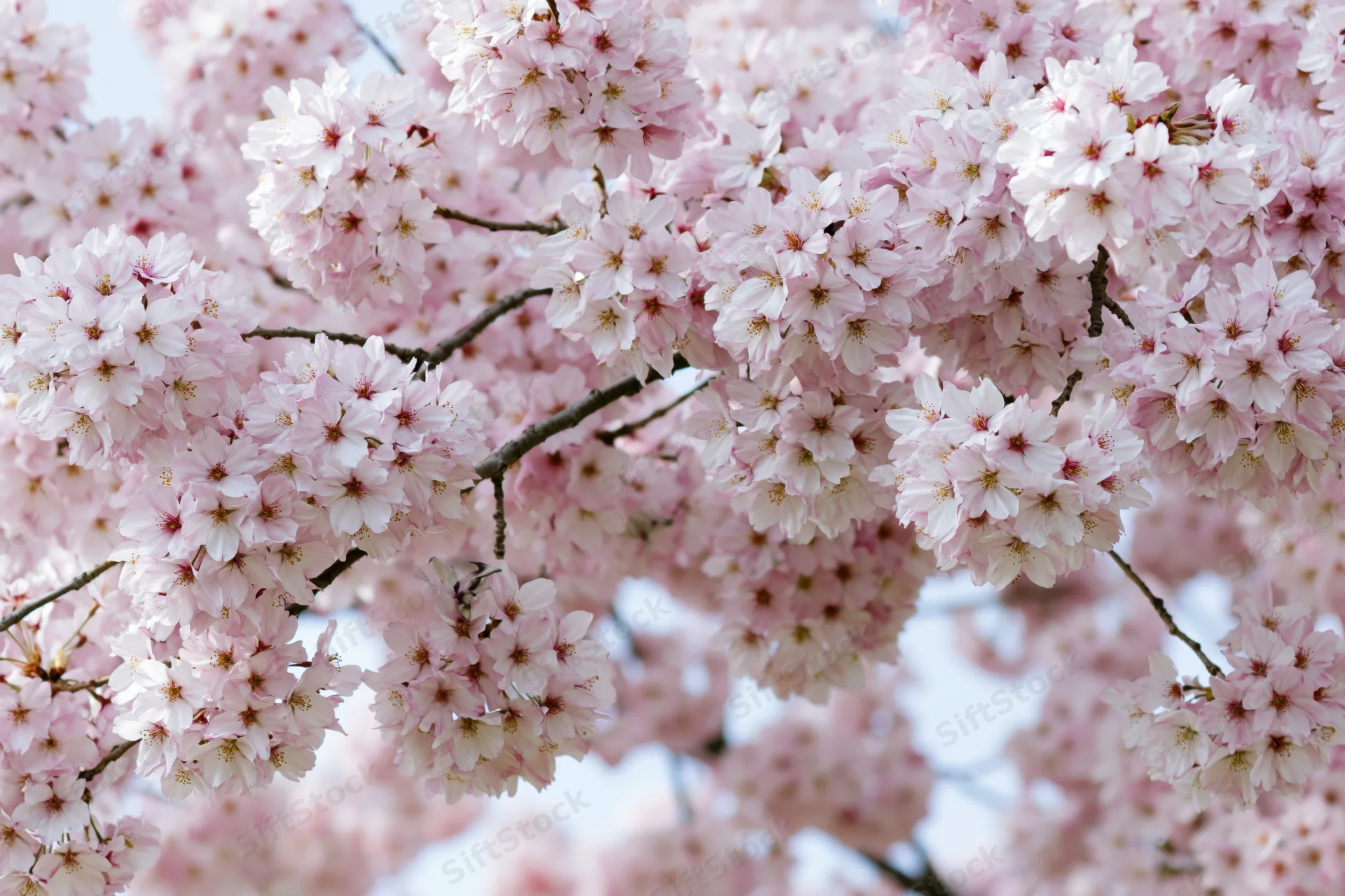 Cherry blossom branches densely blooming with soft pink and white flowers against a light sky