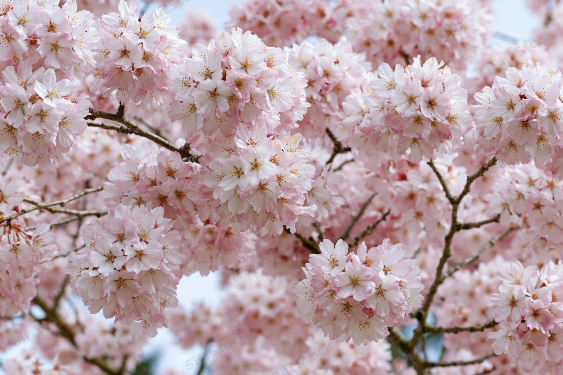 Cherry blossom branches densely blooming with soft pink and white flowers in spring garden