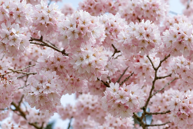 Cherry blossom branches densely blooming with soft pink and white flowers in spring garden