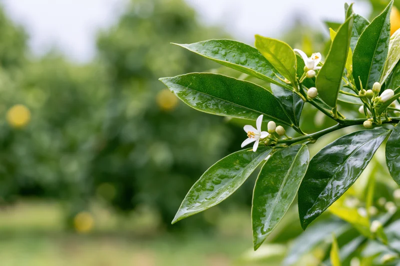 Citrus tree branch with white blossoms and green leaves in an orchard garden