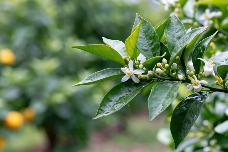 Citrus tree branch with white blossoms and green leaves in a garden setting