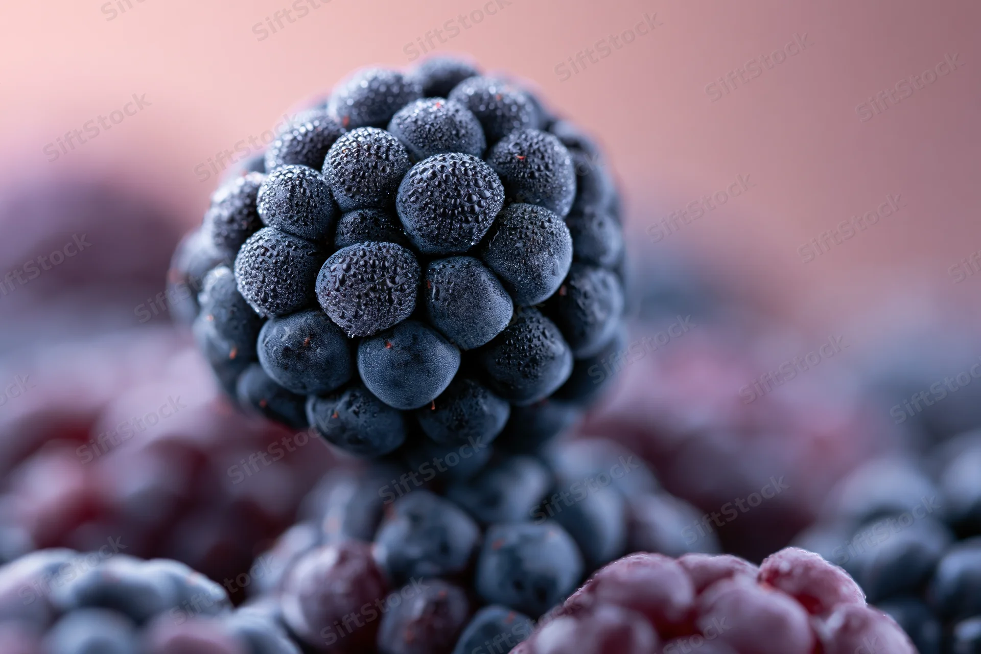 Close-up of a single ripe blackberry covered in dew droplets with blurred berries in the background