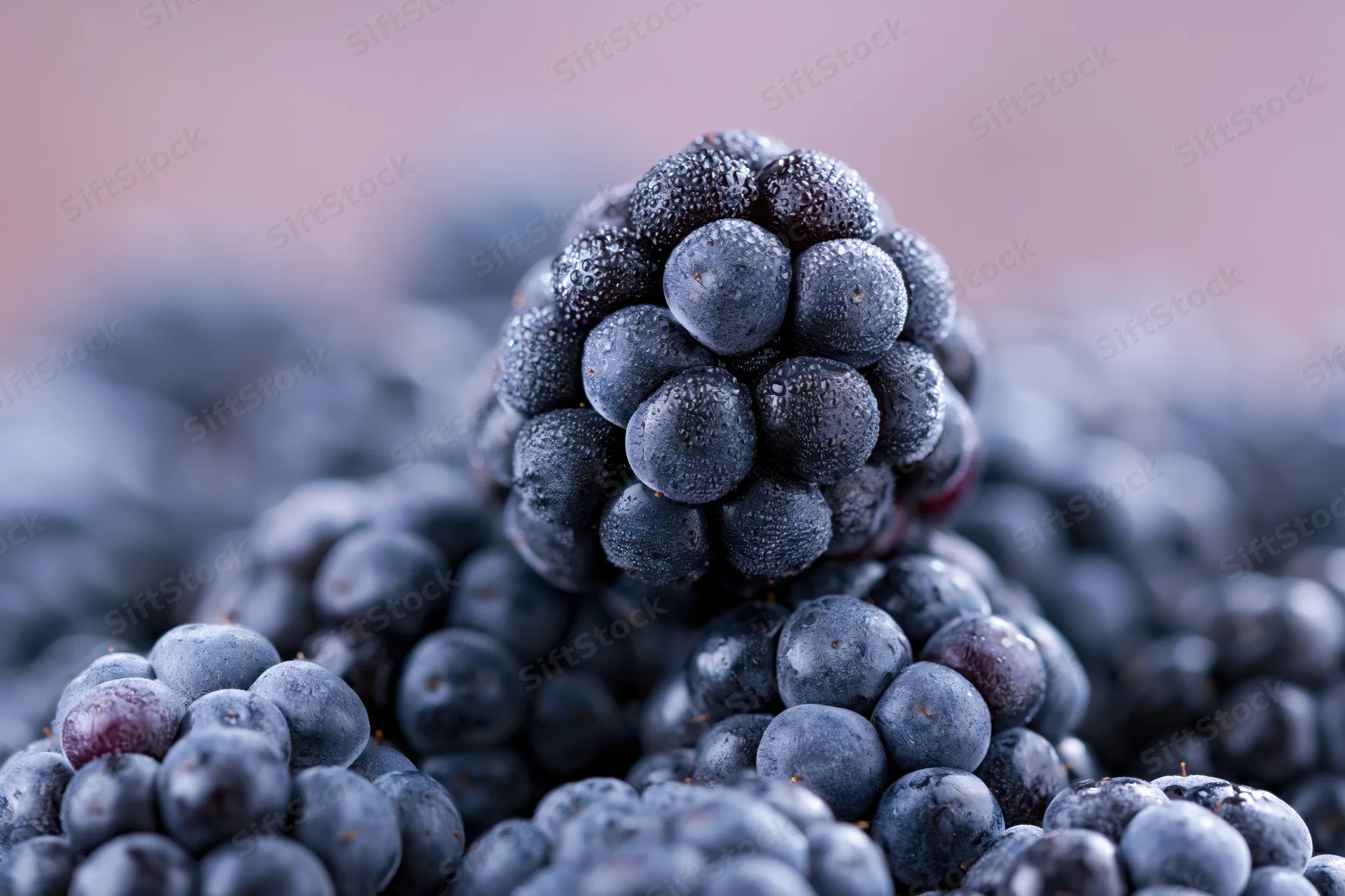 Closeup of a single ripe blackberry with dew droplets on its surface among a cluster of berries