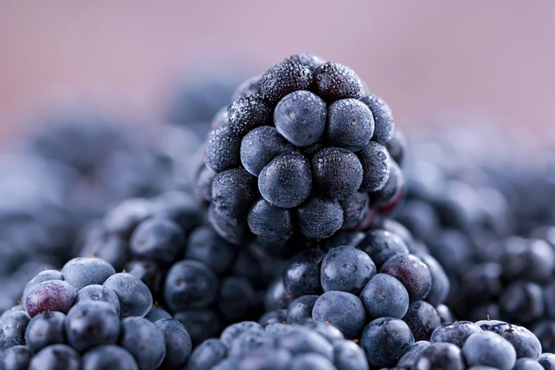 Closeup of a single ripe blackberry with dew droplets on its surface among a cluster of berries
