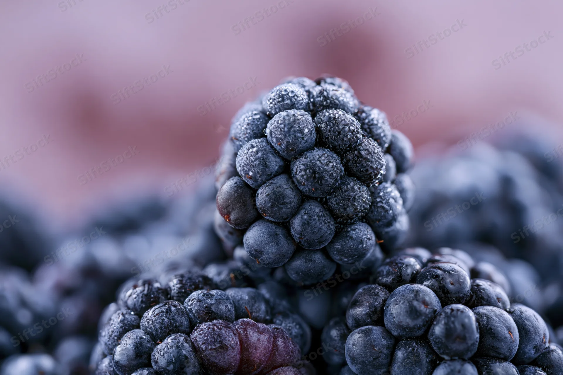 Close-up of a single ripe blackberry covered in fine droplets, surrounded by more berries in soft focus
