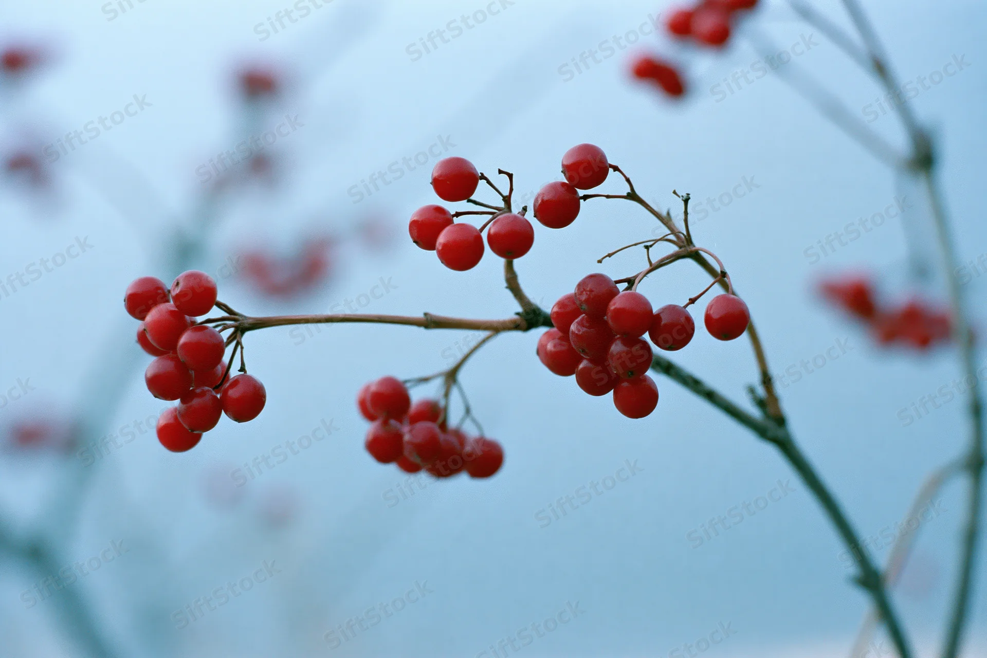Close-up of red berry clusters on bare winter branches against a soft blue sky