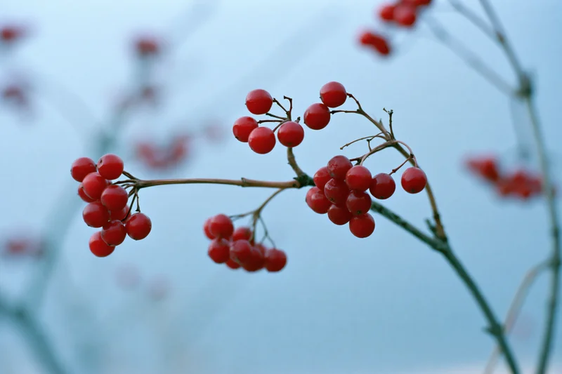 Close-up of red berry clusters on bare winter branches against a soft blue sky