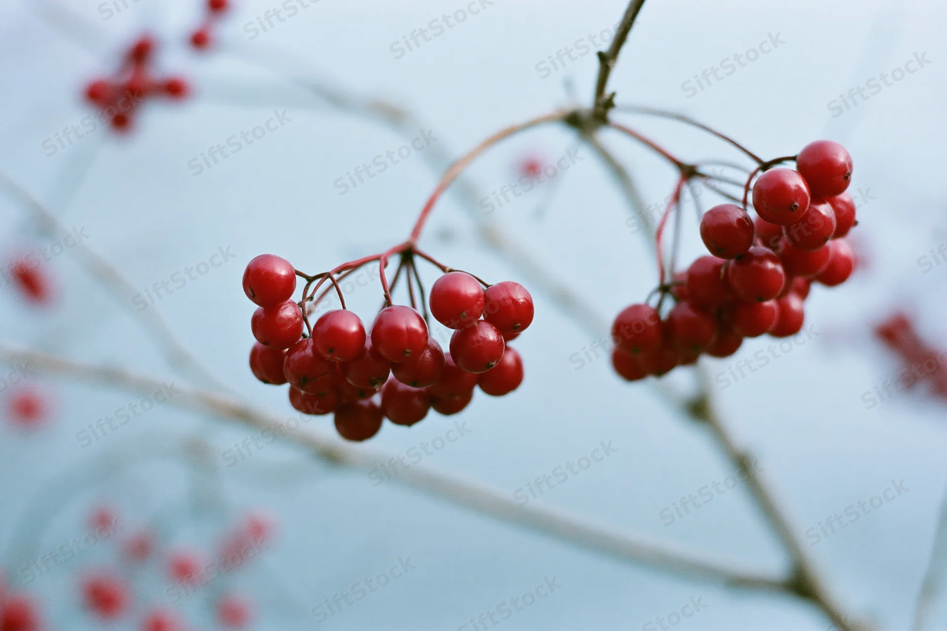 Red berry clusters on bare winter branches against a pale sky