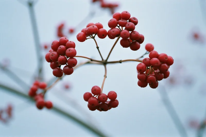 Close-up of red berry clusters on bare winter branches against a pale sky