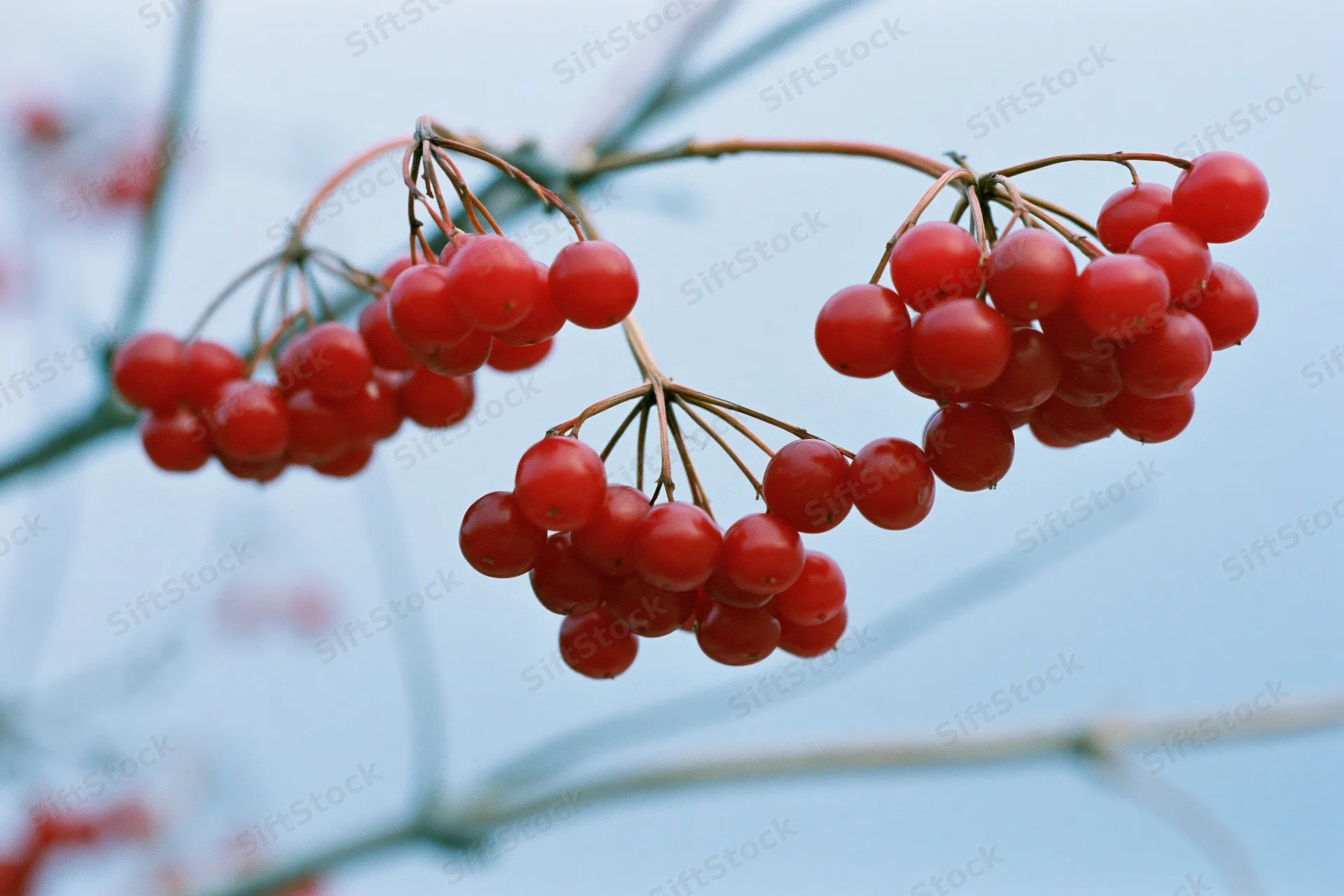 Red berry clusters on bare winter branches against a pale sky