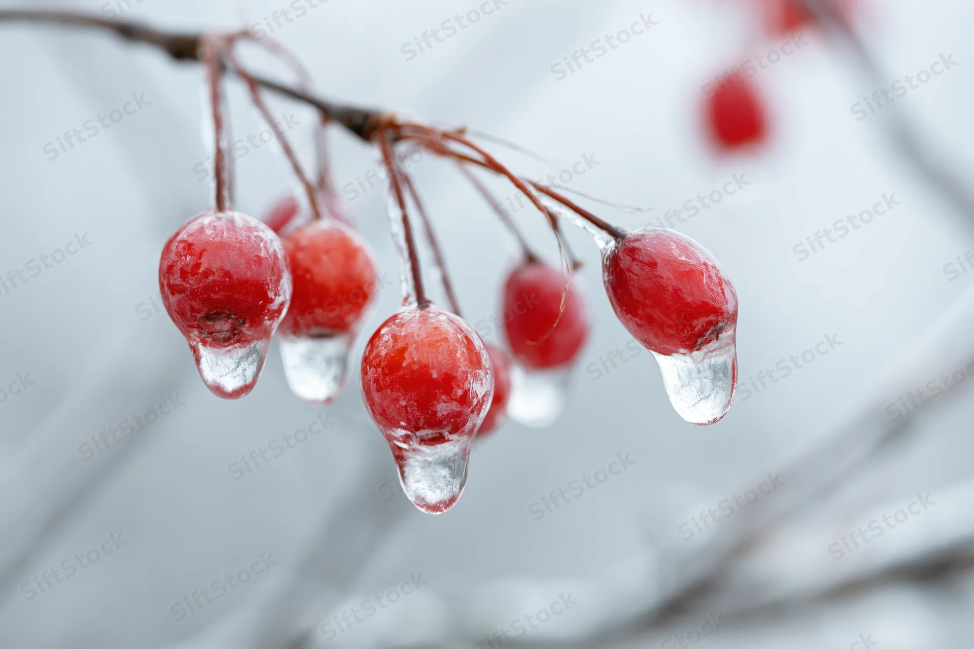 Red winter berries encased in ice hanging from a branch in a snowy landscape