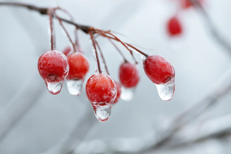 Red winter berries encased in ice hanging from a branch in a snowy landscape