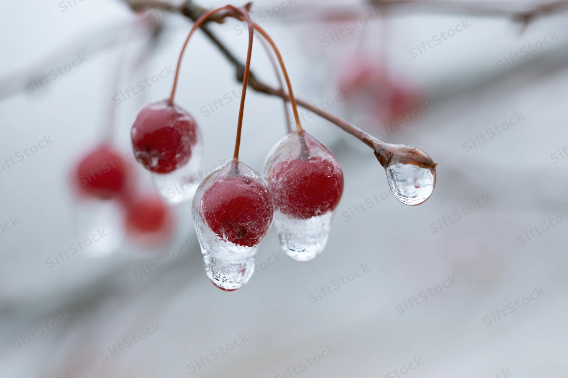 Frozen red berries encased in ice hanging from a tree branch in winter