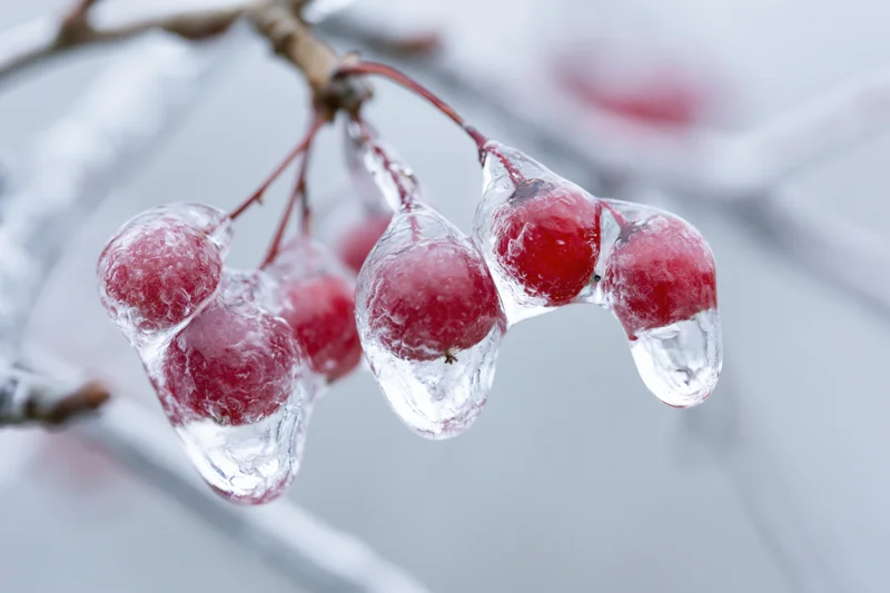 Red winter berries encased in ice hanging from a tree branch in snowy weather