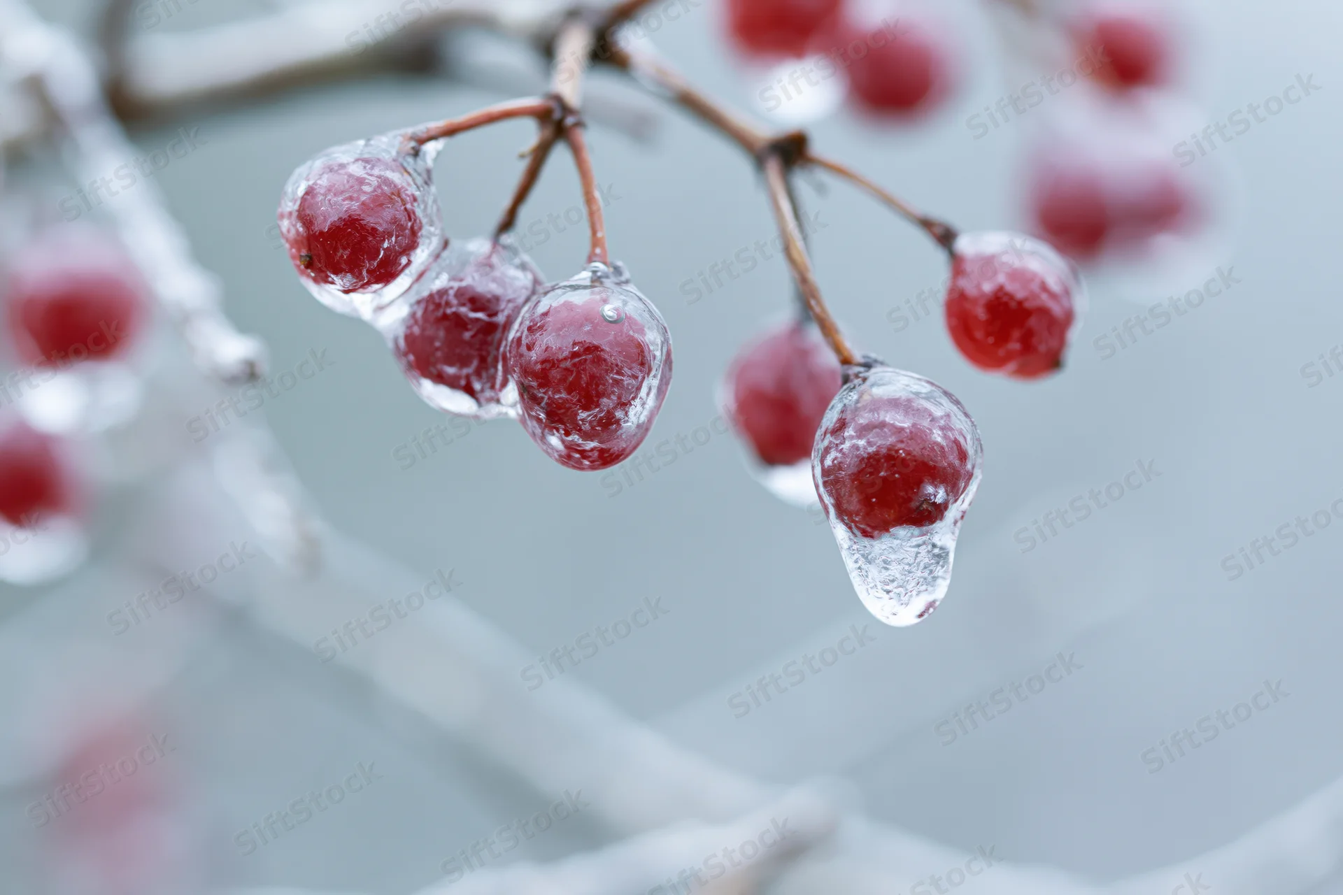 Frozen red berries encased in ice on a tree branch in winter