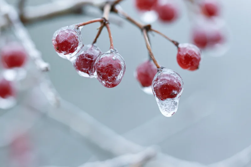 Frozen red berries encased in ice on a tree branch in winter