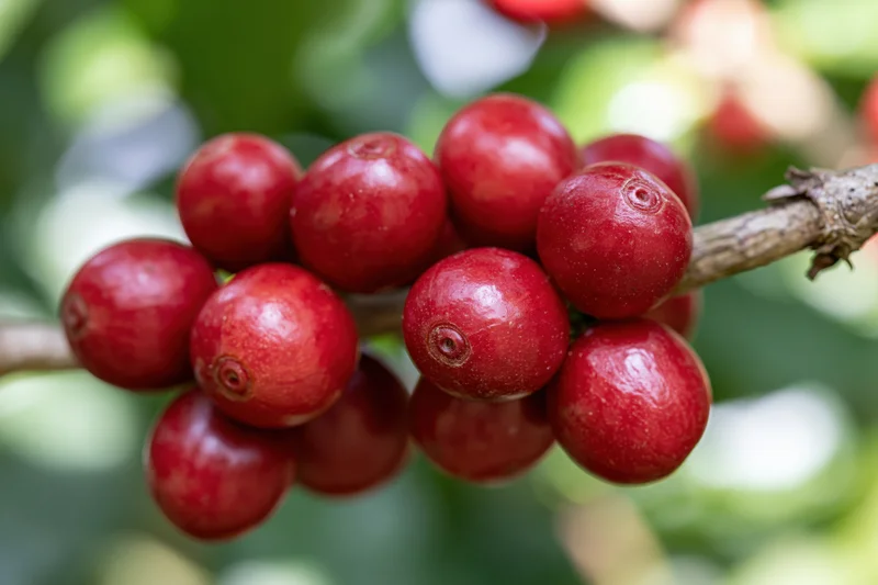 Cluster of ripe red coffee cherries on a woody branch closeup