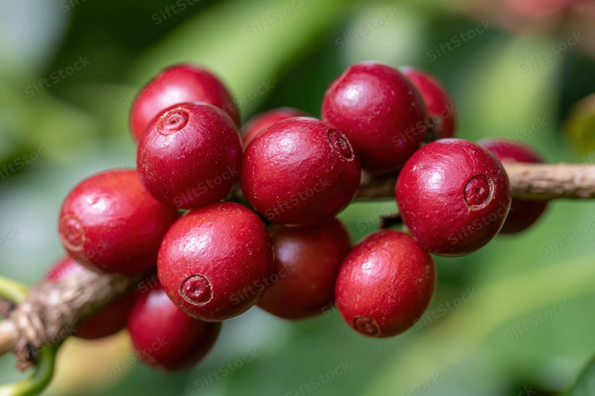 Ripe red coffee cherries clustered on a woody branch closeup