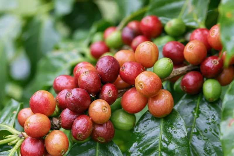 Coffee cherries in mixed ripeness stages clustered on a branch among green leaves