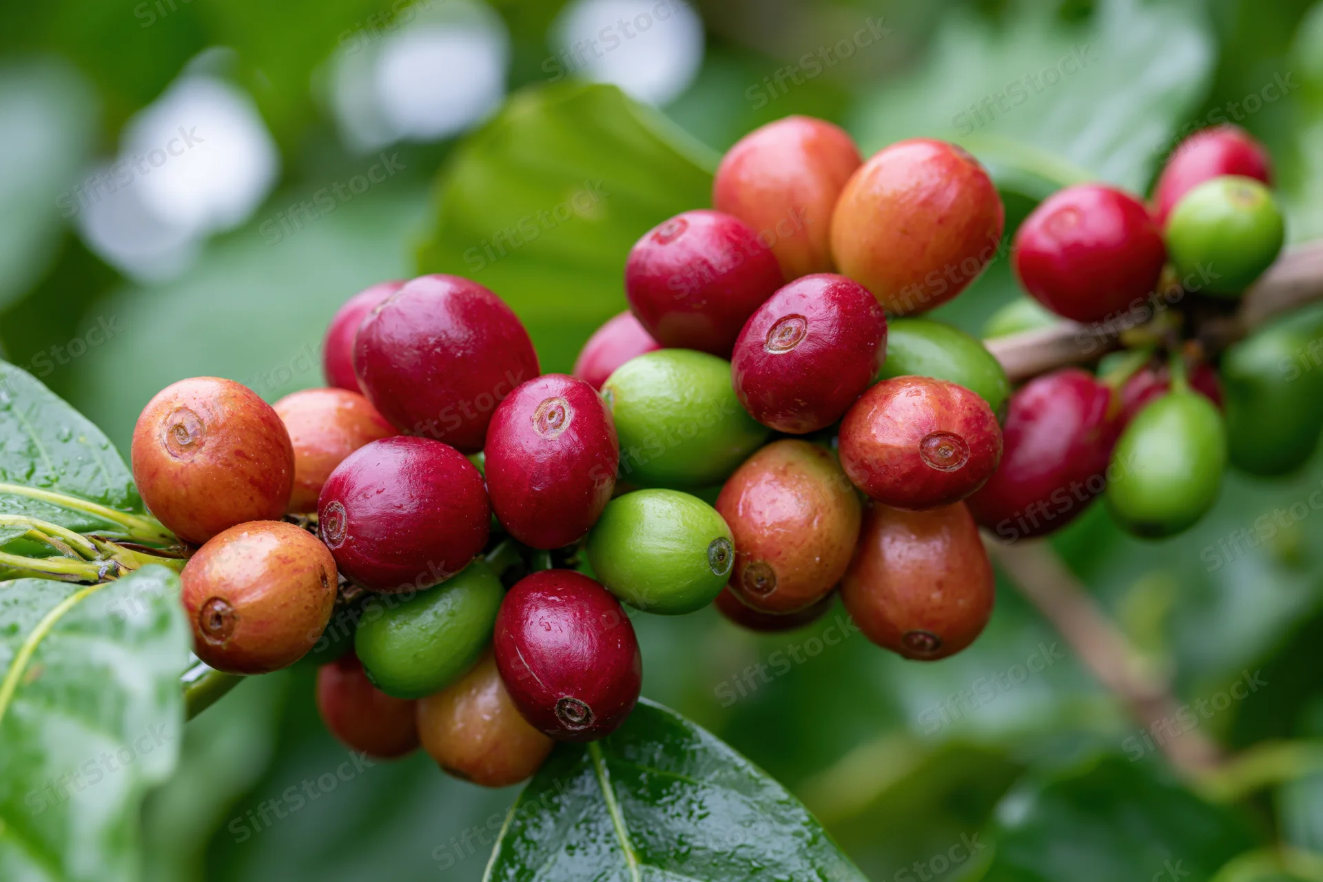 Coffee cherries in mixed ripeness stages clustered on a branch among green leaves
