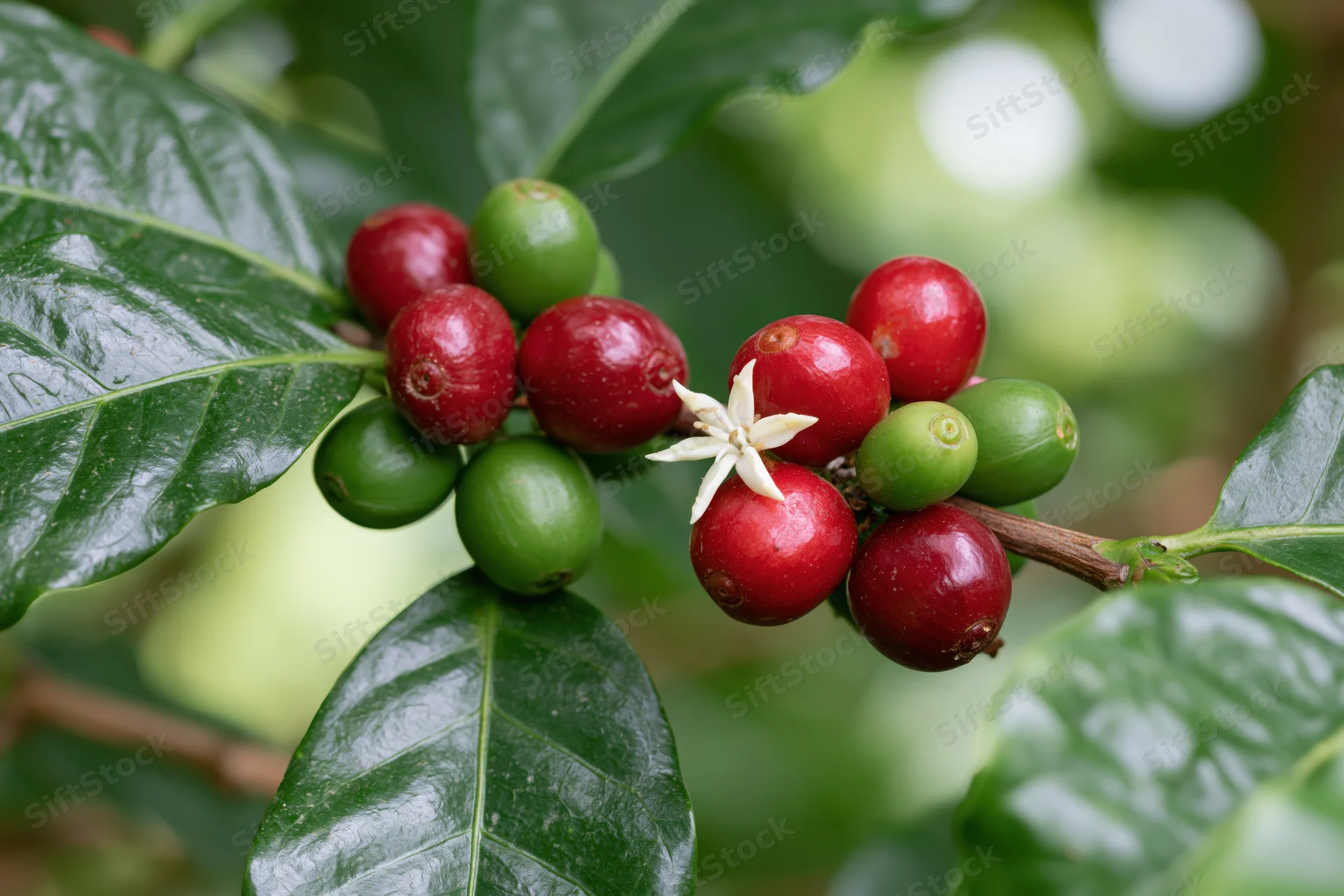 Coffee plant branch with red and green cherries and a white blossom among green leaves