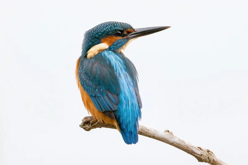 Kingfisher perched upright on a weathered branch against a white background
