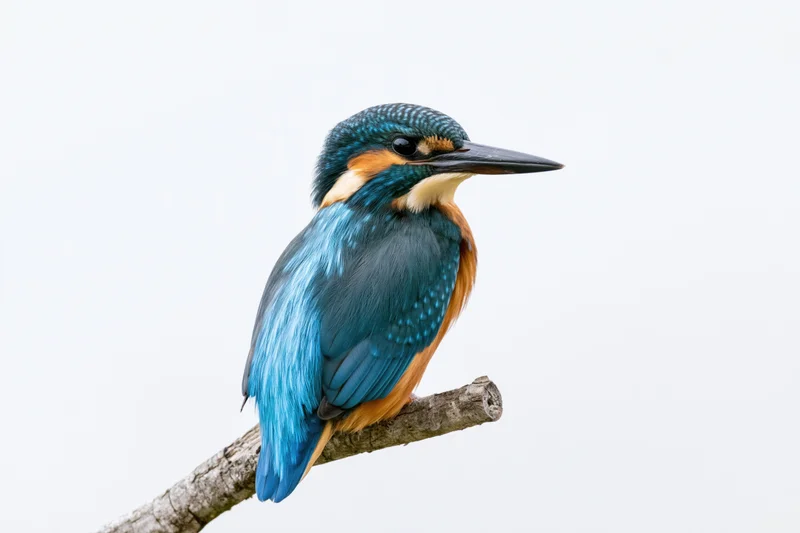 Kingfisher perched upright on a bare weathered branch against white background