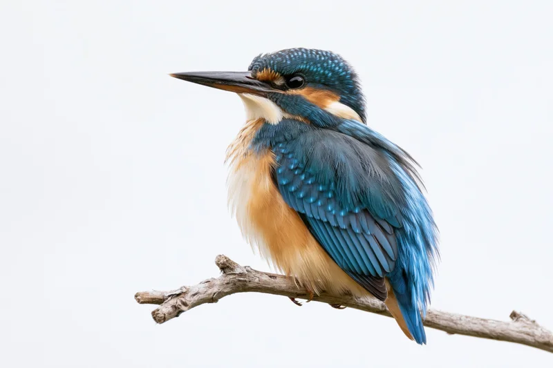Common kingfisher perched on a bare branch against white background