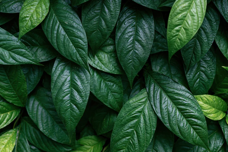 Dense cluster of dark green tropical leaves filling the frame