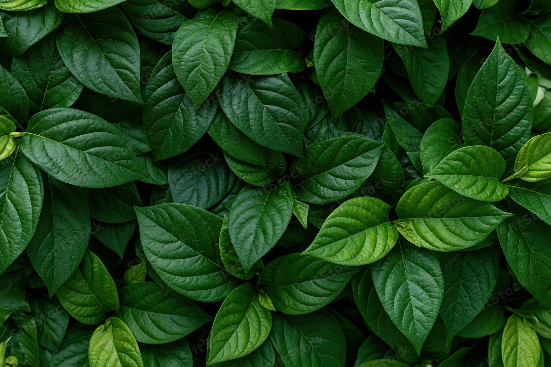 Dense cluster of dark green tropical leaves filling the frame