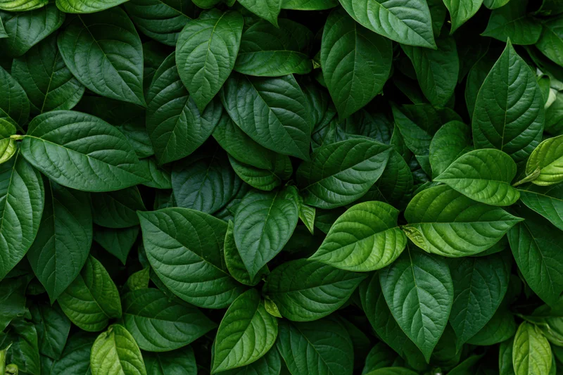 Dense cluster of dark green tropical leaves filling the frame