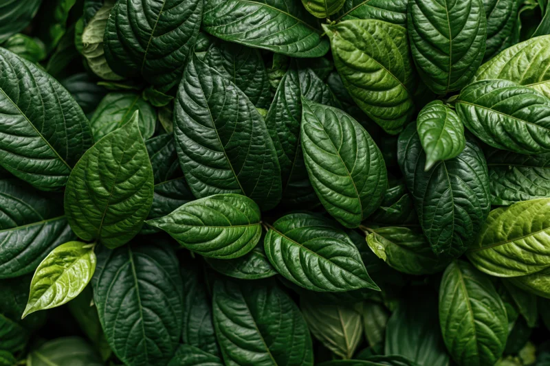 Dense cluster of dark green tropical leaves filling the frame