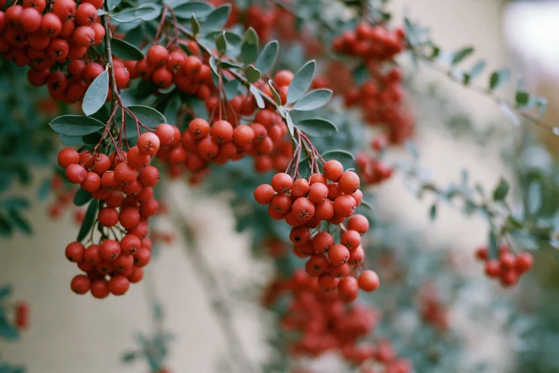 Clusters of small red berries hanging from branches with green leaves in a garden setting