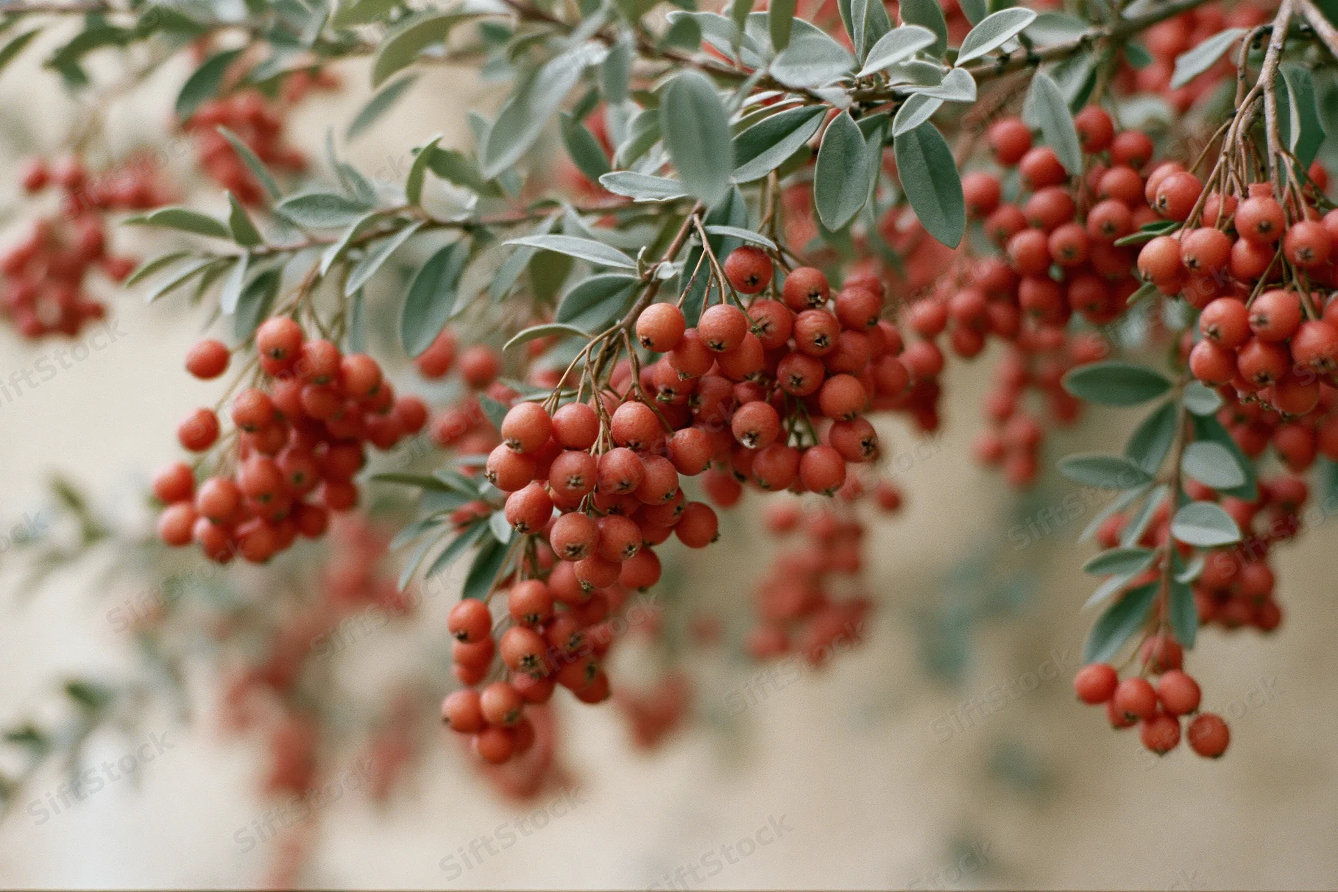 Clusters of small red berries hanging from branches with green leaves in a garden setting