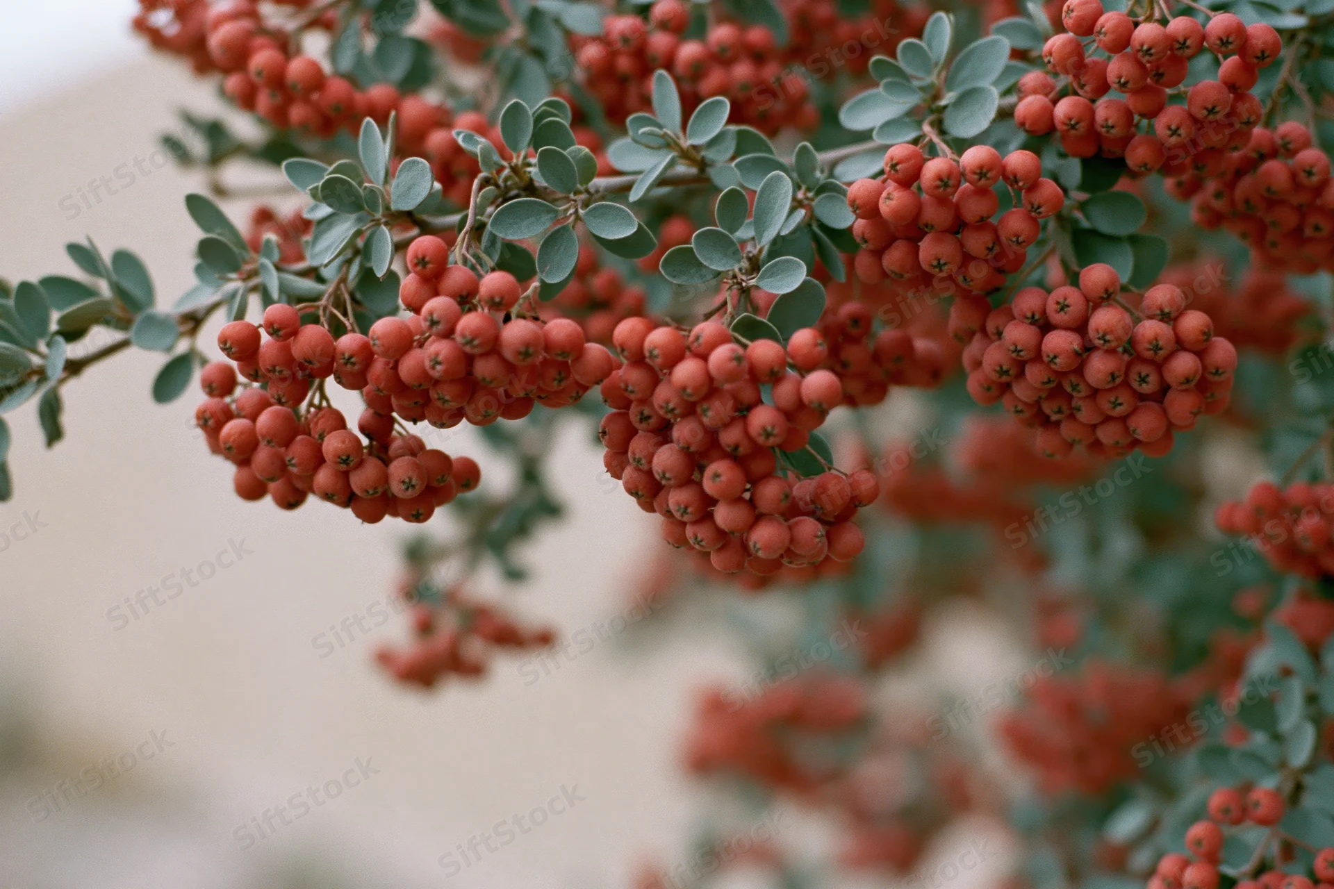 Clusters of small red berries hanging from a leafy branch in a garden setting