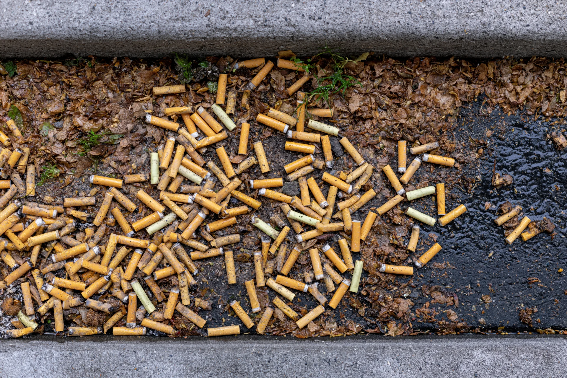 Discarded cigarette butts scattered on a wet urban sidewalk between concrete curbs