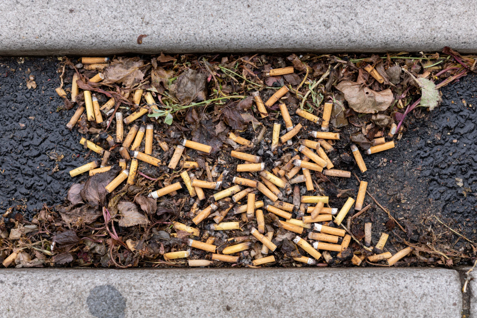 Cigarette butts scattered in a wet urban sidewalk gutter among leaves and debris