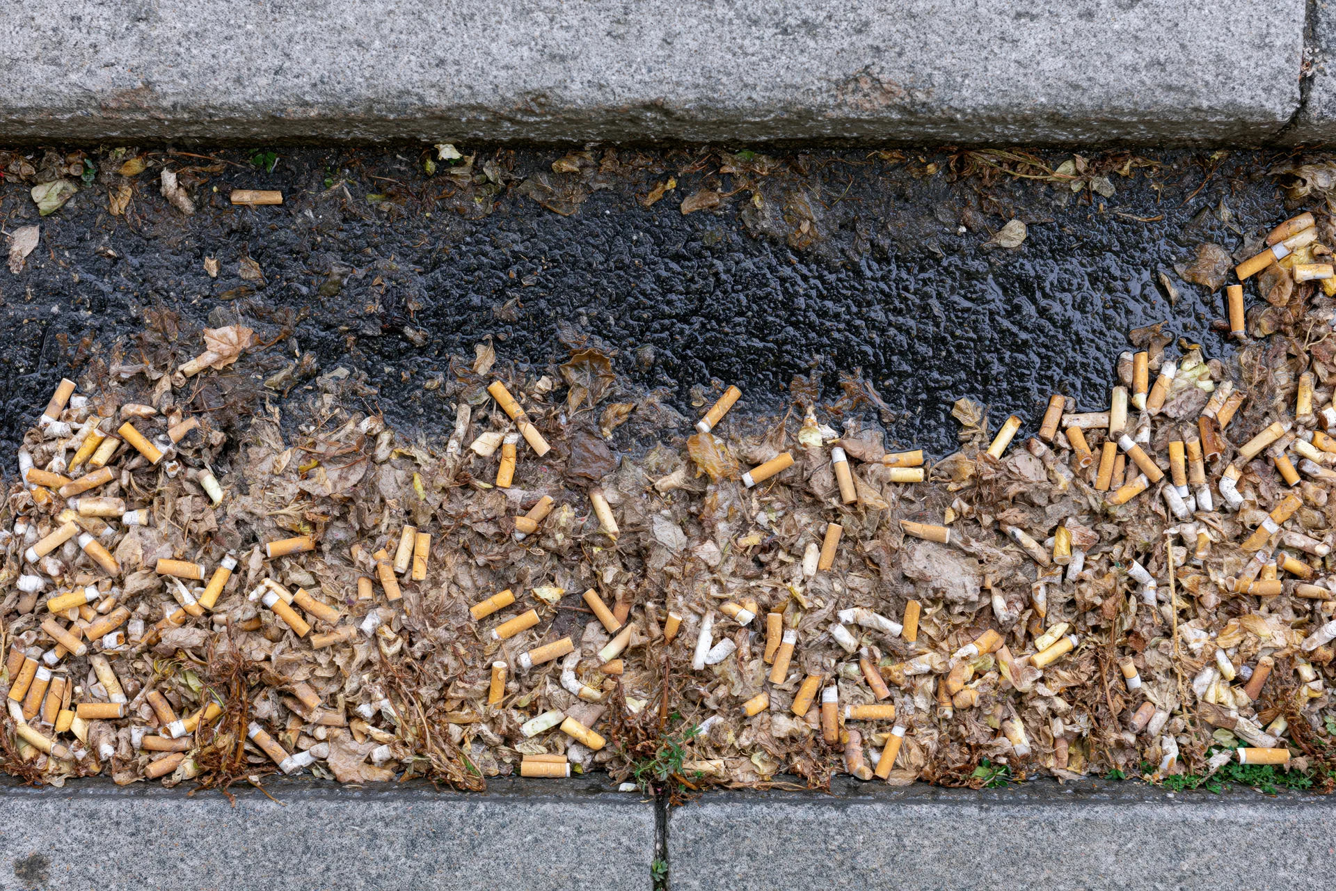 Cigarette butts scattered across wet urban pavement between concrete curbs