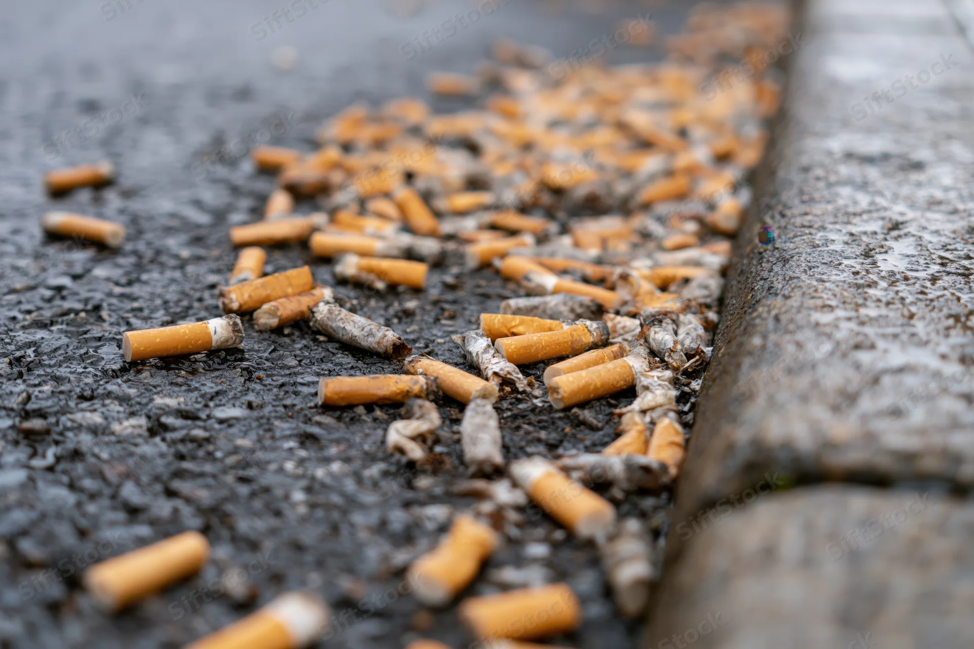 Discarded cigarette butts scattered on wet asphalt pavement