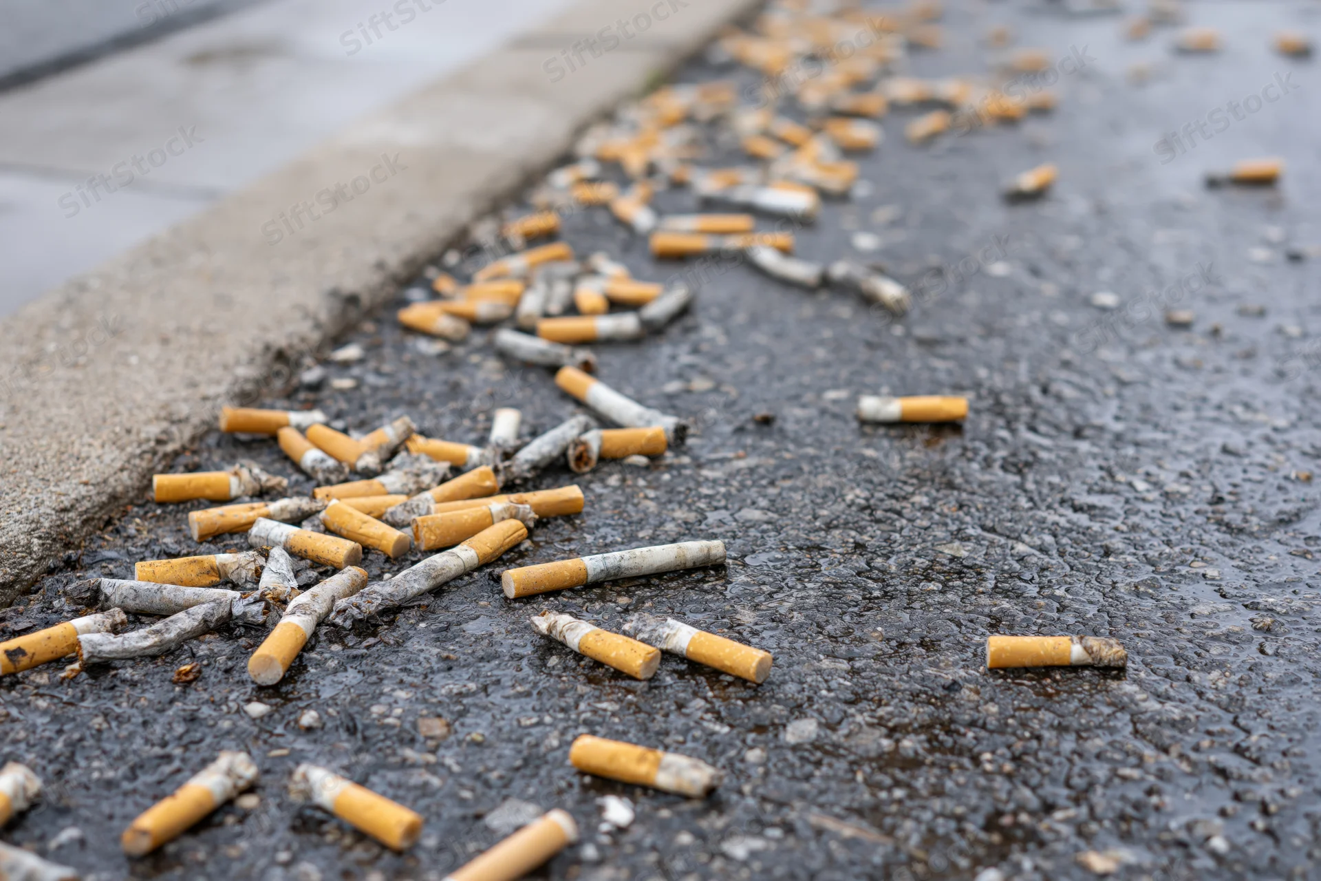 Discarded cigarette butts scattered across wet asphalt pavement near sidewalk