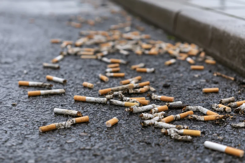 Discarded cigarette butts scattered on wet asphalt pavement near sidewalk curb