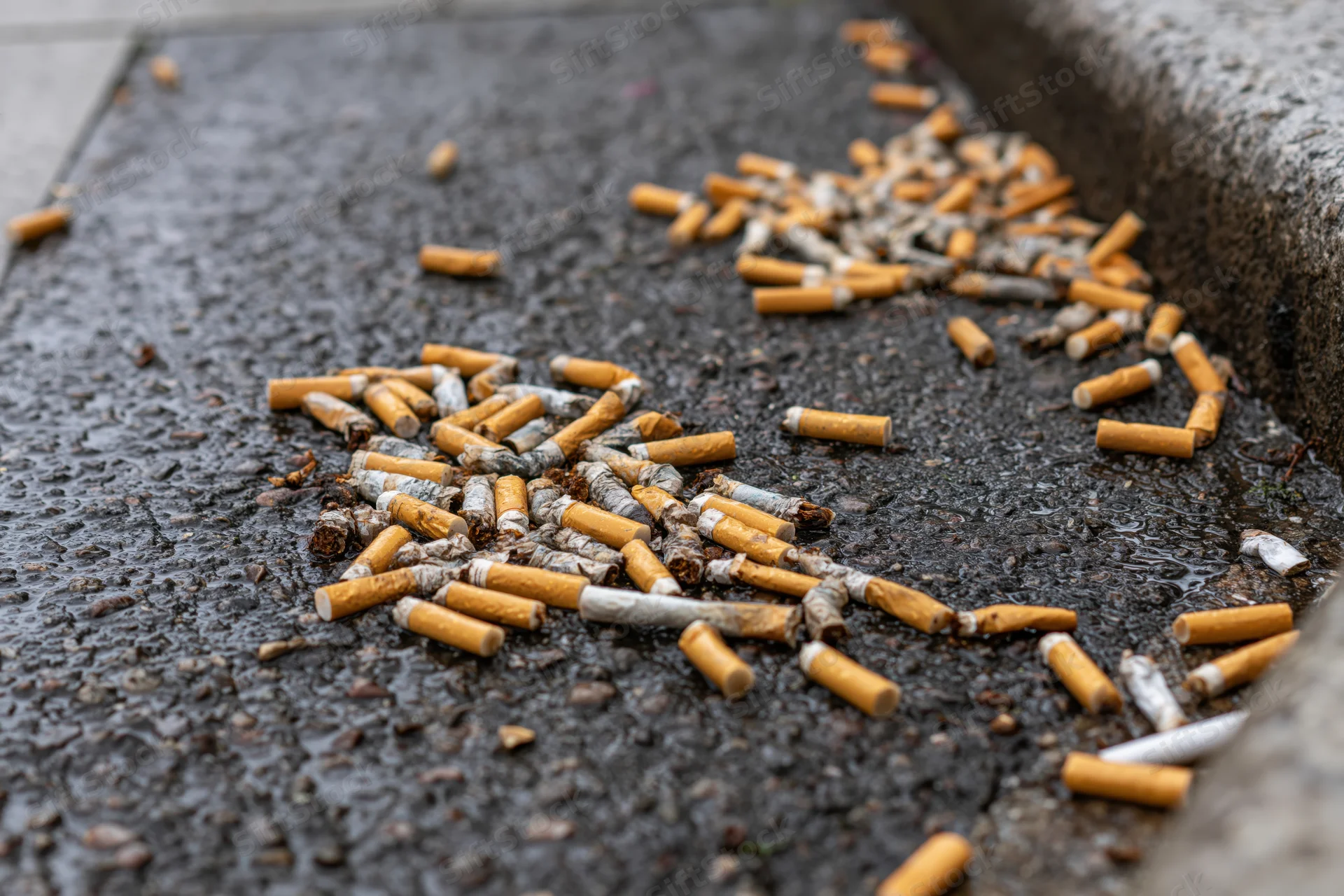 Discarded cigarette butts scattered on wet asphalt pavement in an urban setting