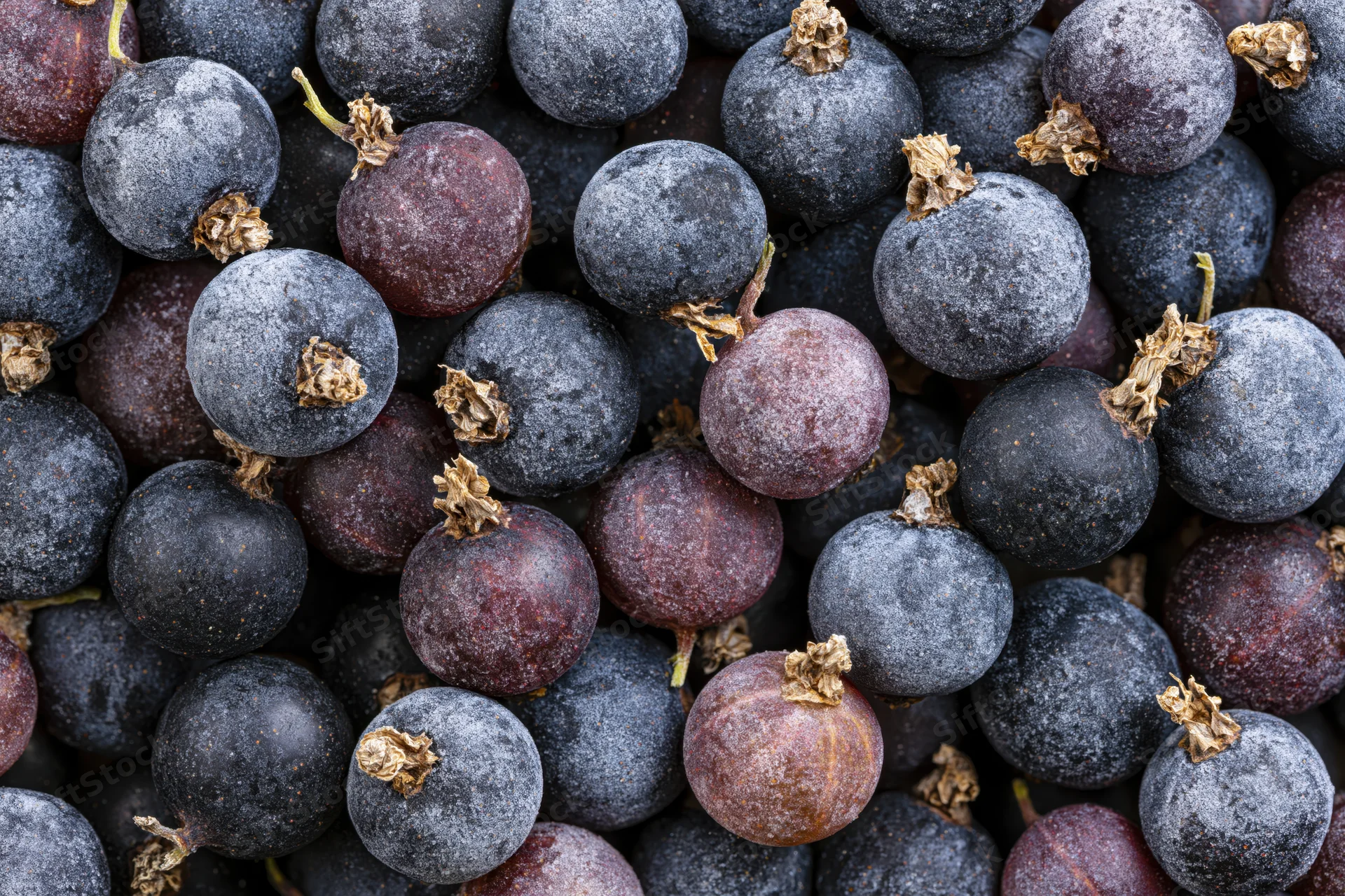 Frozen black currants filling the frame in a close-up view
